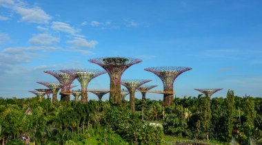 Singapur - 12 Mar 2016. Supertree Grove Gardens Singapur Bay tarafından. Supertree Singapur en ikonik ve tanınabilir konumlar biri haline gelmiştir.