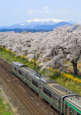 Miyagi, Japonya - 14 Nisan 2019. Sakura (kiraz çiçeği tam çiçek ile Tohoku tren manzara manzara manzara).