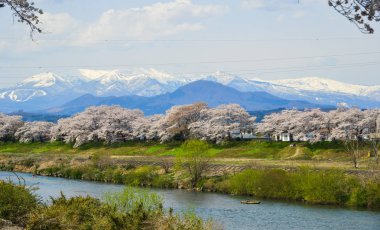 Miyagi, Japonya'da Shiroishi Nehri ve Zao Sıradağları arka plan ile Kiraz çiçeği.