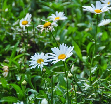 Dalat, Vietnam 'daki botanik bahçesinde beyaz papatya..