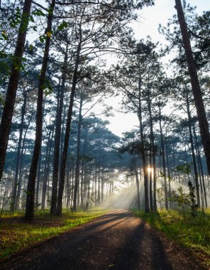 Dalat, Vietnam gün doğumunda güneş ışıkları ile Çam ağacı orman.