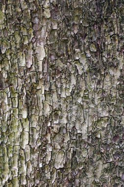 Botanik bahçesinde ağaç kabuğunun yakın çekim. Doğa arka planı.