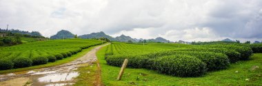 Moc Chau, Vietnam'da çay tarlası. Moc Chau Platosu Kuzey Vietnam'da en çekici turist hedef biri olarak bilinir.