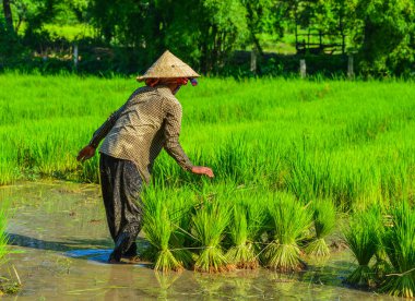Güney Vietnam'da güneşli bir günde pirinç tarlasında çalışan bir kadın..