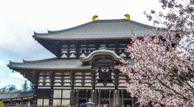 Nara, Japonya'da kiraz çiçeği ile Antik Budist tapınağı Todai-ji.