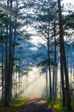 Dalat, Vietnam gün doğumunda güneş ışıkları ile Çam ağacı orman.