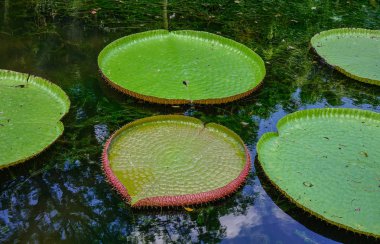 Mauritius Adası'ndaki Sir Seewoosagur Ramgoolam Botanik Bahçesi'ndeki gölette dev nilüferler (Victoria Amazonica).