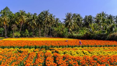Can Tho Eyaleti, Güney Vietnam güneşli bir günde Çiçek tarlası.