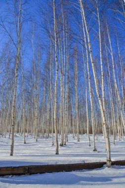 Heilongjiang Eyaleti kış kavak ağaç ormanı, Kuzey Çin.