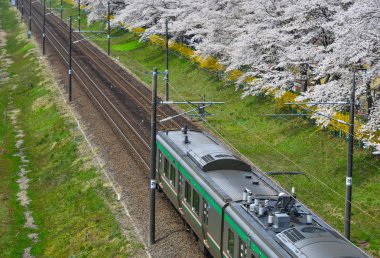 Miyagi, Japonya - 14 Nisan 2019. Sakura (kiraz çiçeği tam çiçek ile Tohoku tren manzara manzara manzara).