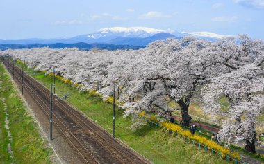 Miyagi, Japonya - 14 Nisan 2019. Miyagi Zao Mountain Range arka plan ile Kiraz çiçeği, Japonya.