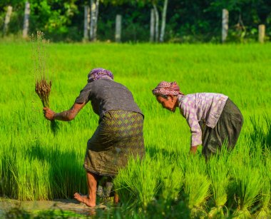 An Giang, Vietnam - 2 Eylül 2017. An Giang, Güney Vietnam pirinç tarlasında çalışan Vietnamlı kadınlar.