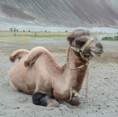 Ladakh, Hindistan'da kum tepeüzerinde deve portresi.