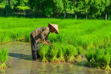 Güney Vietnam'da güneşli bir günde pirinç tarlasında çalışan bir kadın..