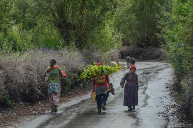 Ladakh, Hindistan - 18 Temmuz 2015. Ladakh, Hindistan'da kırsal yolda yürüyen Tibetliler. Ladakh, Jammu & Keşmir eyaletinin en yüksek platosudur ve büyük bir kısmı 3000 metrenin üzerindedir..