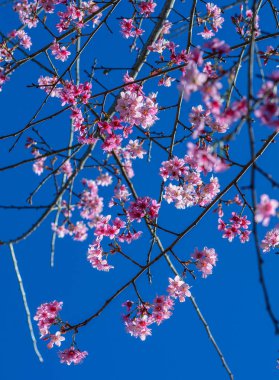 İlkbaharda güneşli bir günde kiraz çiçeği.