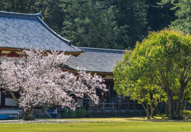 Nara, Japonya'da antik bina ile Kiraz çiçekleri. Nara, japonya'nın eski başkentidir..