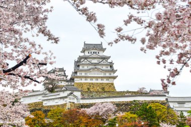 Antik Himeji Kalesi (Japonya) ilkbaharda kiraz çiçeği ile.