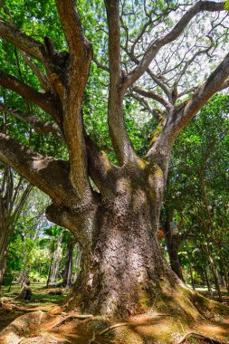 Mauritius Adası'ndaki botanik bahçesinde büyük ağaç. Mauritius Hint Okyanusu'nda yaklaşık 2.000 kilometre lik bir ada ülkesidir..