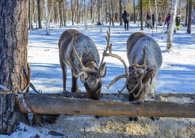 Heilongjiang, Çin 'deki kış parkında yosun yiyen vahşi ren geyikleri..