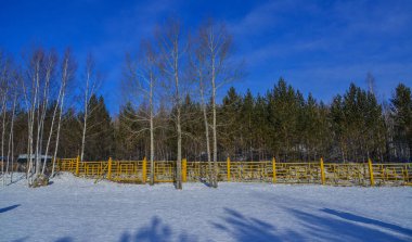 Kış gününde doğa parkında çam ağaçları.