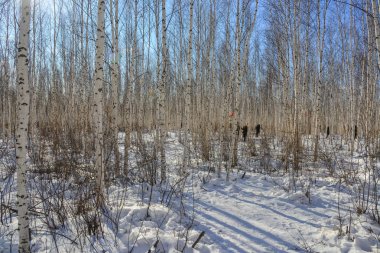 Heilongjiang, Çin 'de güneşli bir günde kış ormanı..
