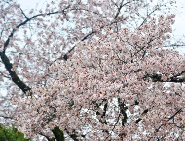 Kyoto, Japonya'da ilkbaharda Japon kiraz çiçekleri.