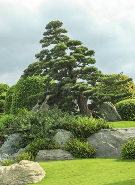 Tipik Japon bahçesi - çam ağaçları, göl, taş, çim ve heykel.