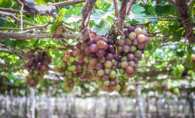Yaz günü Phan Rang, Vietnam, asma üzüm.