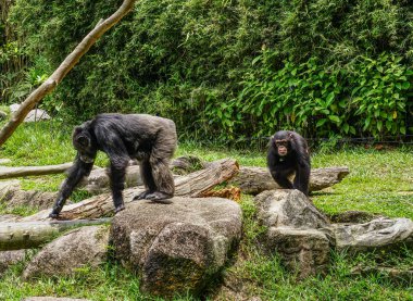 Şempanze maymunlar güneşli bir günde parkta oynuyor.