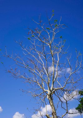 Mavi gökyüzünde kuru ağaç veya ölü ağaç dalları.