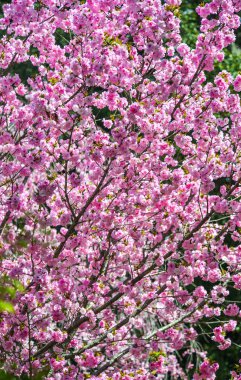 Kyoto, Japonya'da ilkbaharda Japon kiraz çiçekleri.