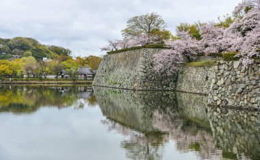 Himeji Kalesi taş hendek ile kiraz çiçeği (Japonya).