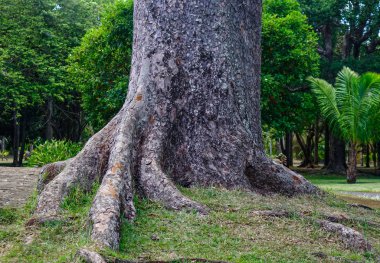 Mauritius Adası'ndaki botanik bahçesinde kocaman bir ağaç. Mauritius Hint Okyanusu'nda yaklaşık 2.000 kilometre lik bir ada ülkesidir..