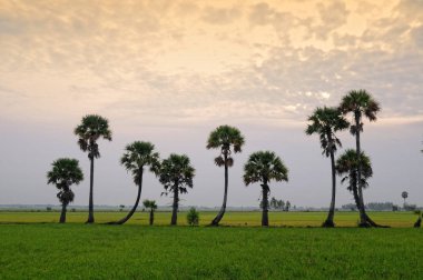 Çeltik pirinç alan bir Giang il, Mekong Delta, Güney Vietnam.
