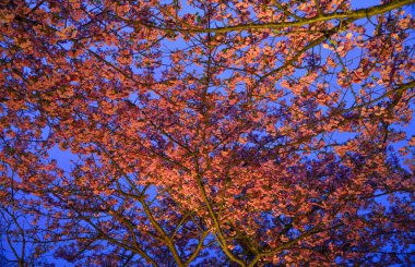 Kiraz çiçekleri (sakura) ilkbaharda parkta çiçek lenme. Alacakaranlık manzarası.
