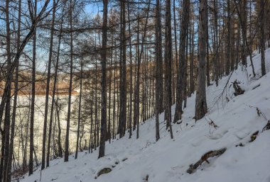 Heilongjiang, Çin'de kışın çam ağacı ormanı. Heilongjiang kuzey ve doğurusya ile Çin-Rusya sınırını paylaşıyor.