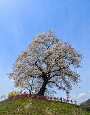 Miyagi güneşli bir günde Shiroishi Nehri yakınlarında Kiraz çiçeği, Japonya.