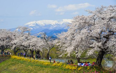 Miyagi, Japonya - Nis 14, 2019. Miyagi Zao Mountain Range arka plan ile Kiraz çiçeği, Japonya.