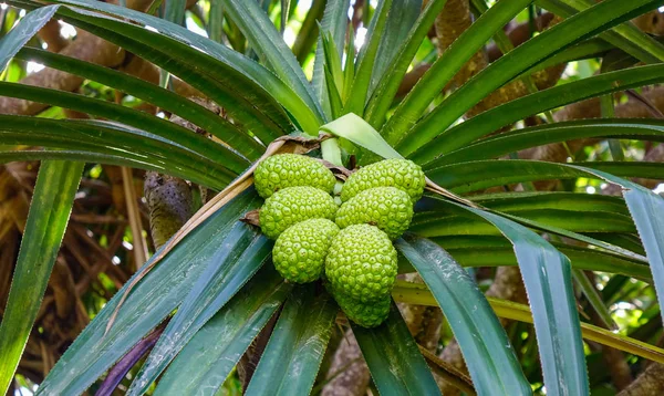 Brood Vrucht Artocarpus Altilis Boom Met Vruchten Plantentuin — Stockfoto