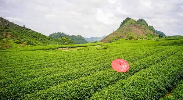 Moc Chau Vietnam Daki Çay Tepesi Moc Chau Platosu Kuzey — Stok fotoğraf