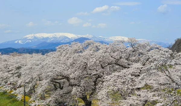 Cherry blossom with Zao Mountain Range background in Miyagi, Japan.