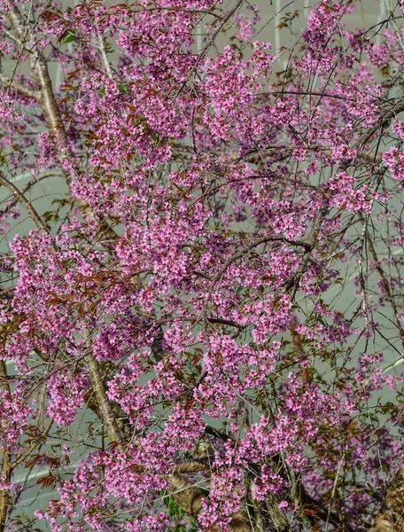 Цветение Сакуры Ботаническом Саду Весной — стоковое фото