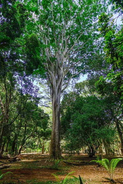 Stromy Botanické Zahradě Mauricijských Ostrovech Mauricius Ostrovní Národ Indickém Oceánu — Stock fotografie