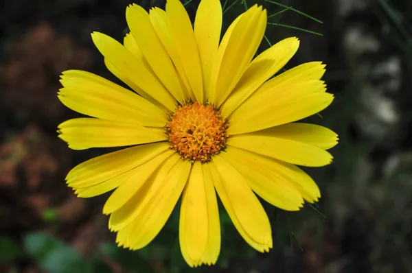 Yellow Daisy Flowers Blooming Garden Spring Time — 스톡 사진