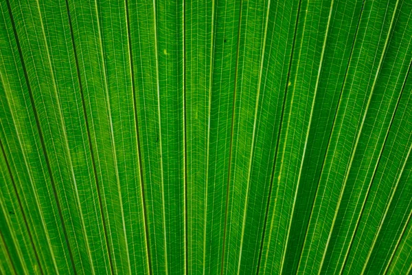 Leaf at the botanic garden. Nature background. Leaf texture.