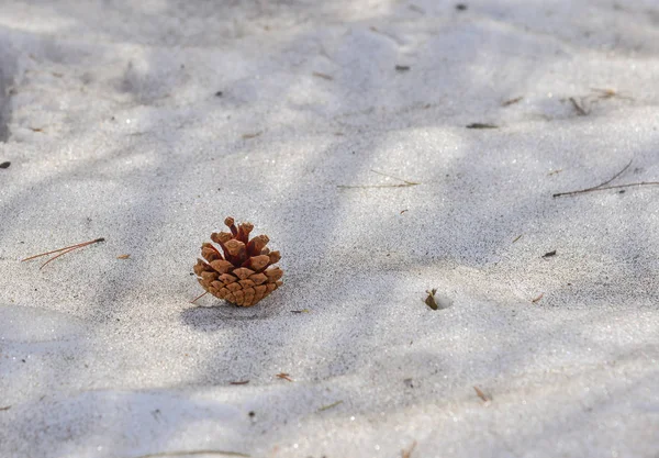 Cone Pinheiro Neve Floresta Dia Inverno — Fotografia de Stock
