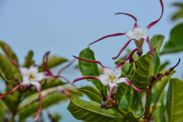 Flores Silvestres Parque Nacional Primavera — Foto de Stock