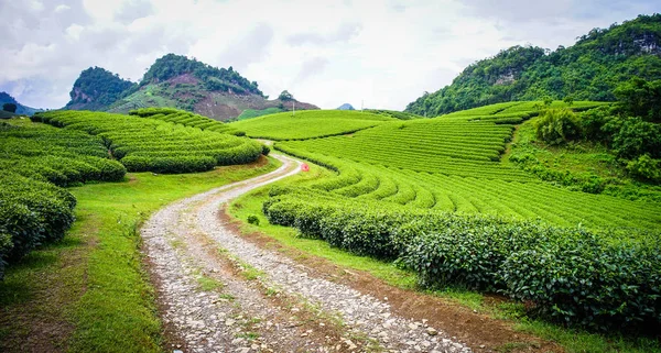 Campo Estate Moc Chau Vietnam Moc Chau Plateau Conosciuto Come — Foto Stock