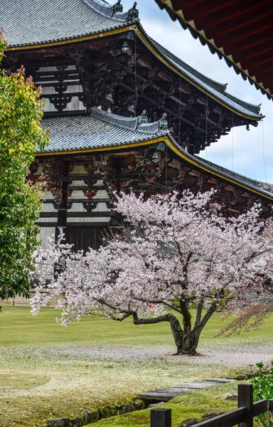Antiguo Templo Budista Todai Con Flor Cerezo Nara Japón — Foto de Stock